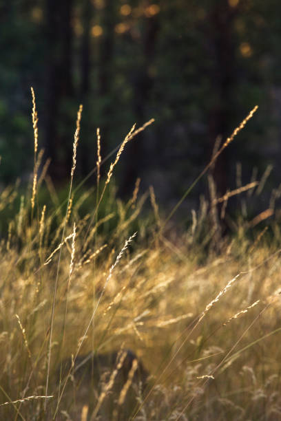istock Wild grasses in late sunlight 1385155808
