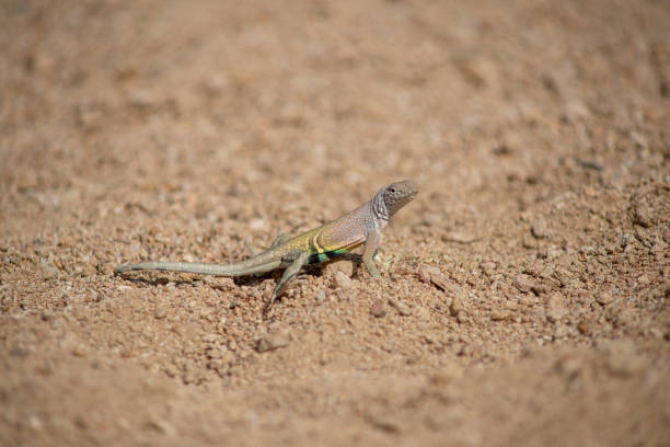 istock Greater Earless Lizard Big Bend National Park Texas 1385156269
