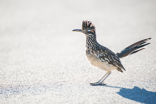 Greater Roadrunner Big Bend National Park Texas in Big Bend National Park, Texas, United States