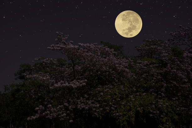 istock Full moon on the sky with flowers tree branch at night. 1385157207