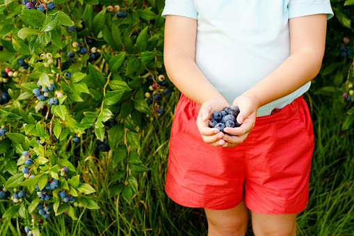 Little preschool girl picking fresh berries on blueberry field. Toddler child pick blue berry on organic orchard farm. Toddler farming. Preschooler gardening. Summer family fun. Healthy bio food