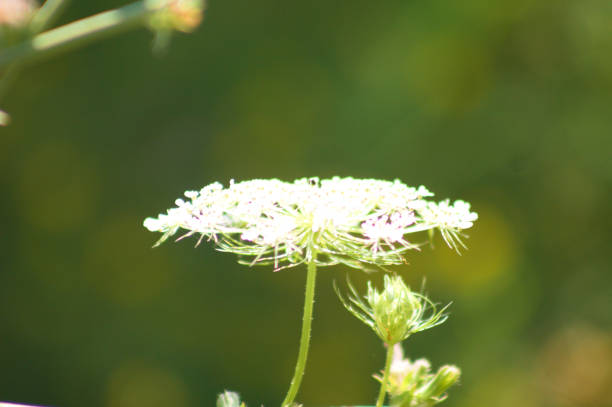 istock Wild carrot in bloom closeup view with selective focus on foreground 1385157319