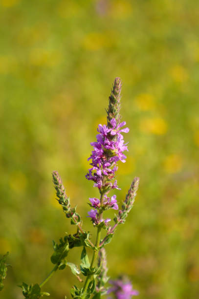 istock Purple loosestrife closeup view with selective focus on foreground 1385157334