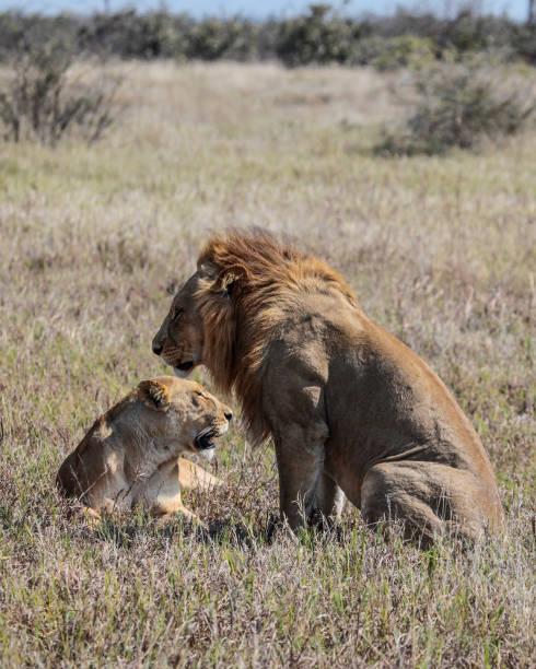 istock Lion guarding a Lioness, Chobe NP, Botswana, Africa 1385160196