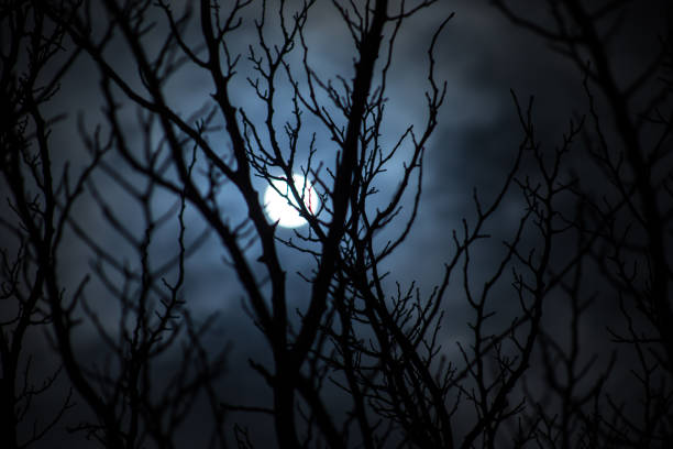 The full moon in cloudy sky seen through branches of trees at night. Selective focus