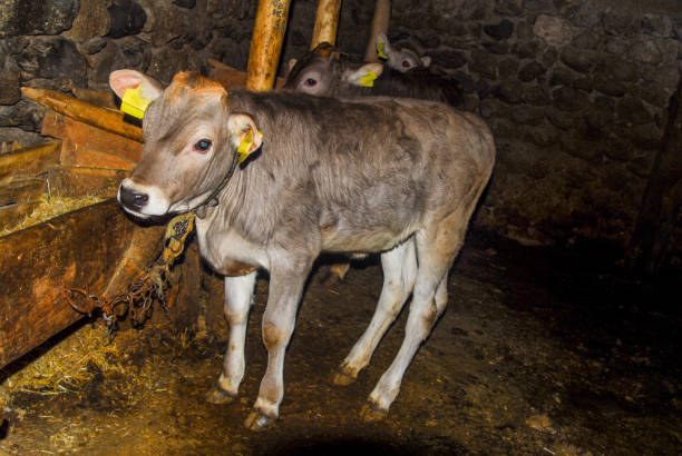 istock Newborn calves in the barn 1385163788