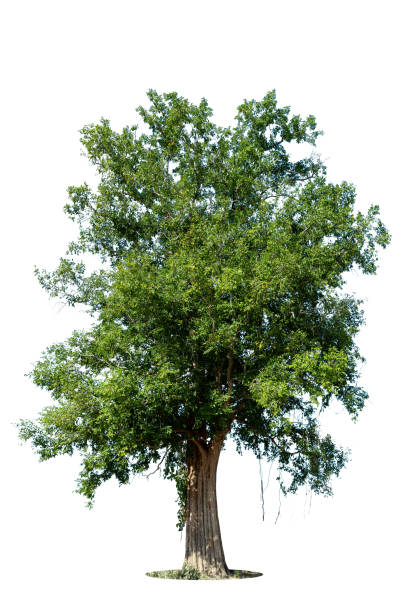 istock Isolated green tree on white background, Trees isolated on white background, tropical trees isolated used for design, advertising and architecture. 1385163839