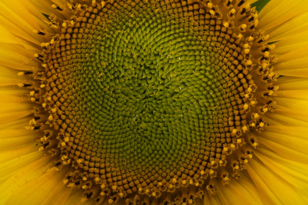 istock sunflower flower isolated 1385163897