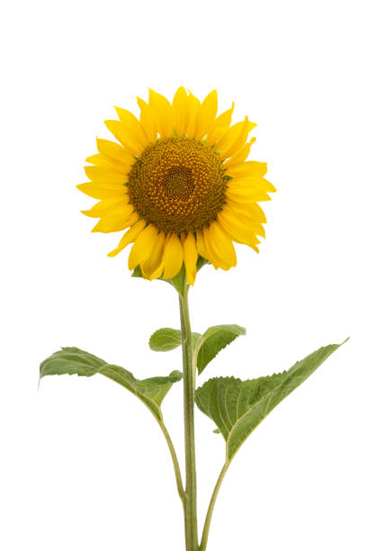 istock sunflower flower isolated 1385163903