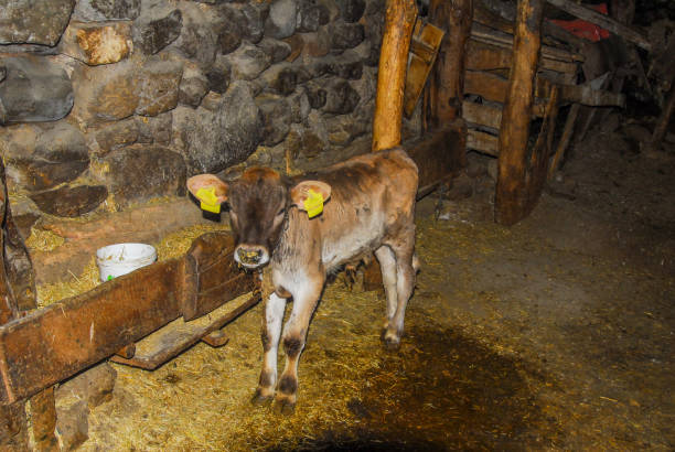 istock Newborn calf in the barn 1385163984