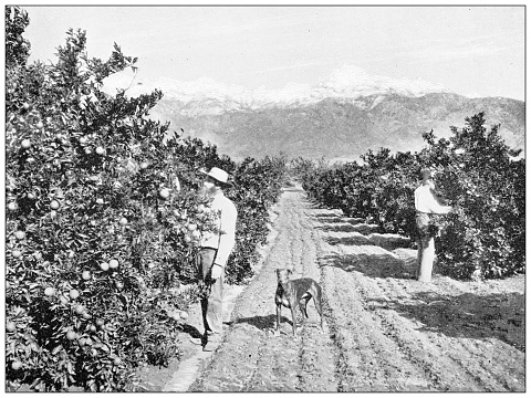 Antique travel photographs of California: Orange grove