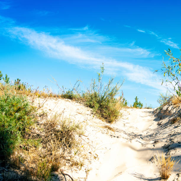 istock sand dunes and grass on blue sky background 1385164168