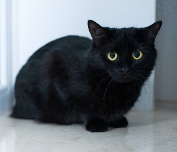 istock black cat on a white background with big yellow eyes very beautiful cat 1385164182