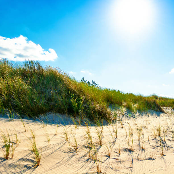 istock sand dunes grass above blue sky and sun 1385164188