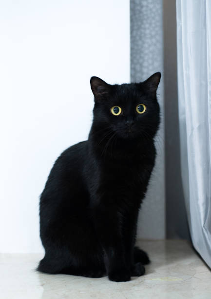istock black cat on a white background with big yellow eyes very beautiful cat 1385164196