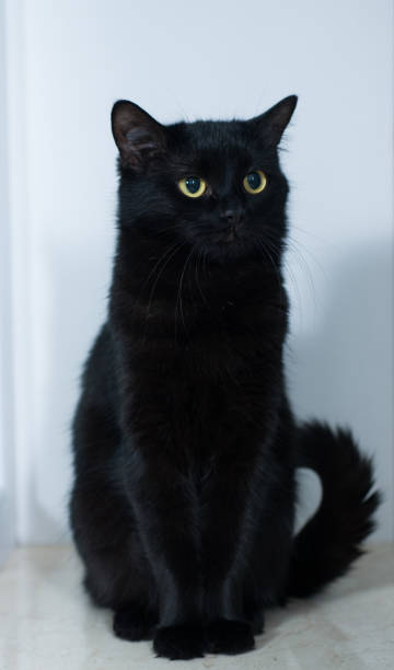 istock black cat on a white background with big yellow eyes very beautiful cat 1385164202