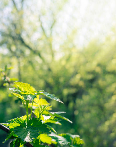 istock raspberry bush. Spring. Young raspberry leaves in the garden. Warm day. Nature wakes up. Herbal tea. Medicinal plants. 1385164293