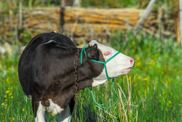 Young calf is calling his mother