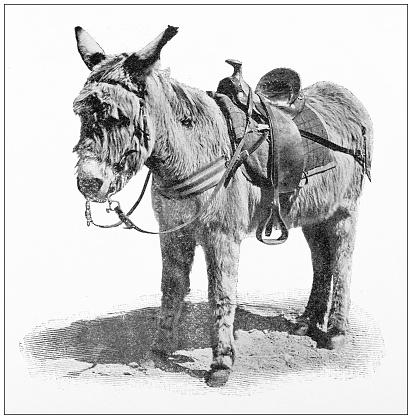 Antique travel photographs of California: Donkey