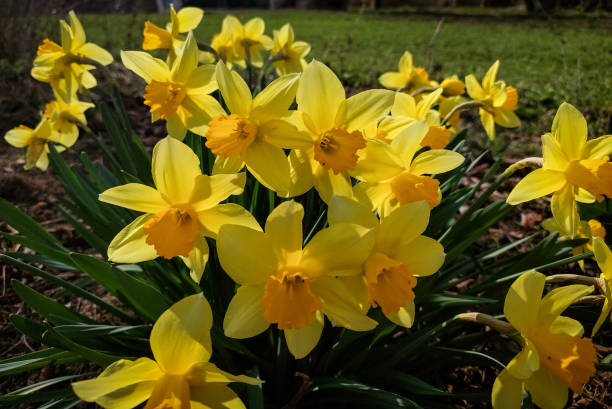 Daffodils blooming in the sunlight stock photo