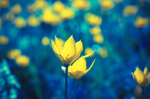 Two yellow tulips on blue background. Tulipa sylvestris flowers. Floral background for design, postcards, posters, banners. Delicate petals. Romantic wallpaper