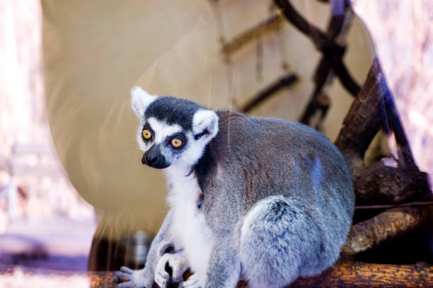 Lemur in the zoo in the sunny day.