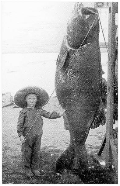 antyczne fotografie z podróży po kalifornii: dziecko i gigantyczna ryba - big country stock illustrations