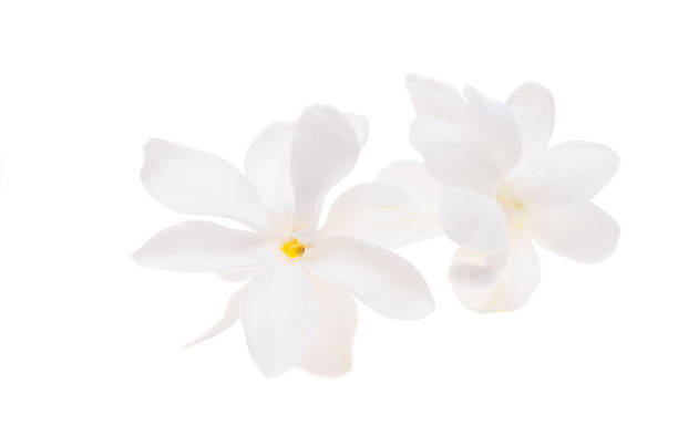 istock lilac flower isolated 1385165862
