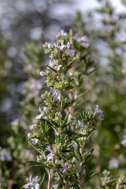 istock Rosemary bush (Rosmarinus officinalis) close-up 1385168916