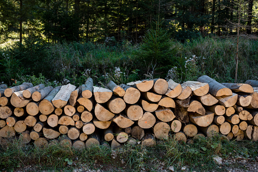 A large pile of firewood on the meadow. Trees, timber has been cut and split into firewood to be used as fuel for heating in fireplaces and furnaces.