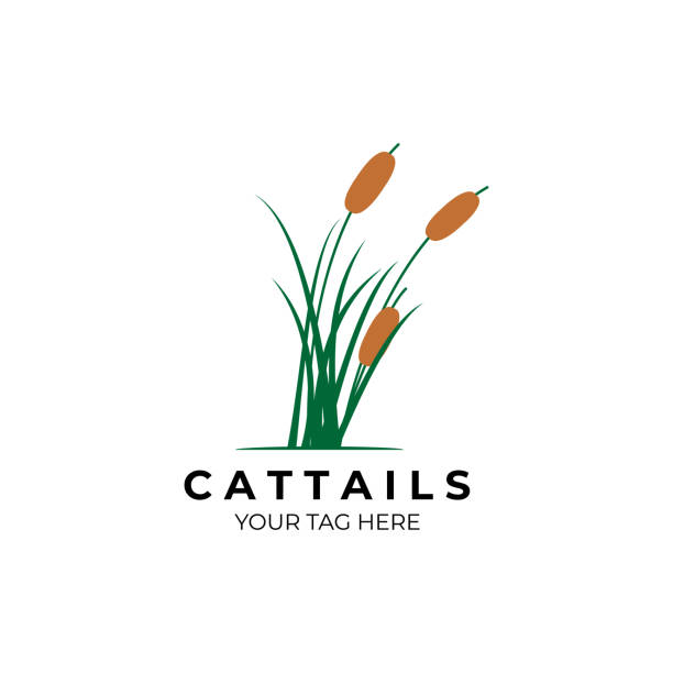 cattails logo vector illustration design cattails logo vector illustration design cattail stock illustrations