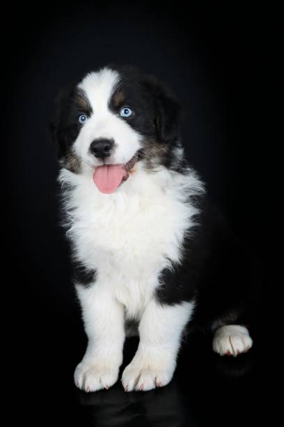 istock australian shepherd  dog sitting on black background 1385170721