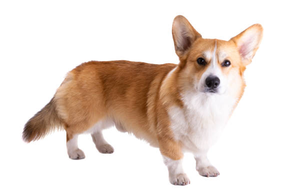 istock corgi welsh pembroke isolated 1385172881