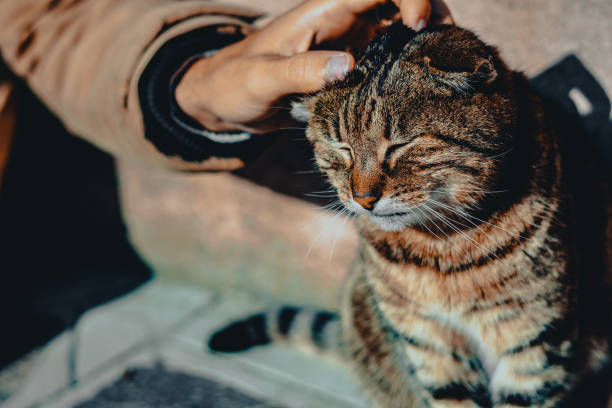 istock Beautiful cat sunbathing and being caressed 1385173152