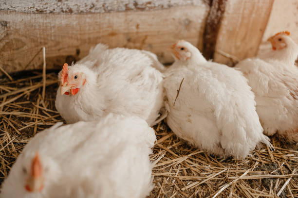 istock chicken in a village on a mini farm hay white broilers 1385174680