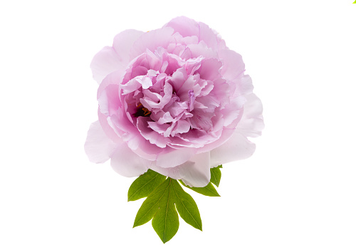 Imágenes de Flores De Peonía | Descarga imágenes gratuitas en Unsplash Imágenes de Flores De Peonía | Descarga imágenes gratuitas en Unsplash