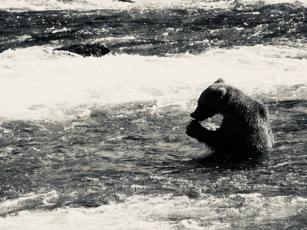 bear bathing and snacking - katmai peninsula imagens e fotografias de stock