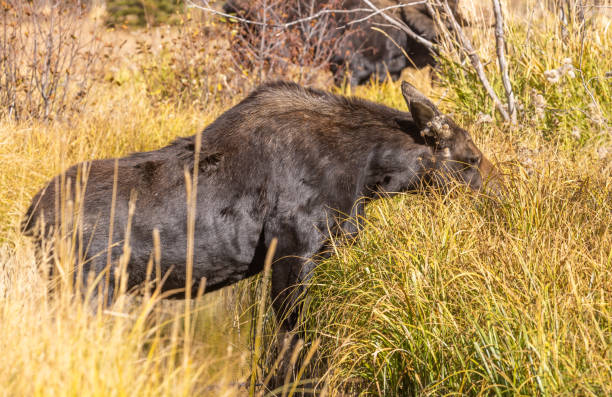 istock Cow Moose in Wyoming in Autumn 1385174860