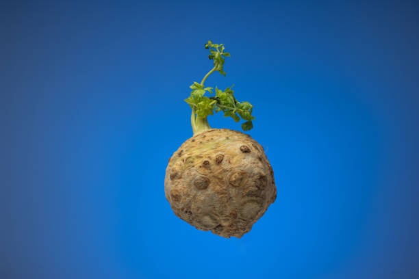 Whole fresh celery root with leaf stems. Close up studio shot, isolated on blue background.