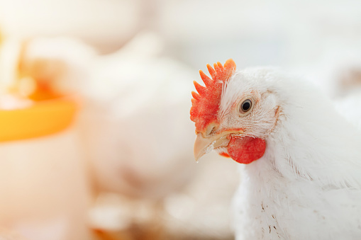 chicken in a village on a mini farm hay white broilers