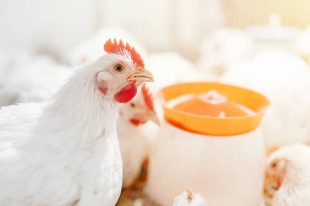 istock chicken in a village on a mini farm hay white broilers 1385176157