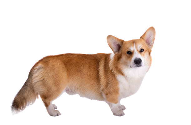 istock corgi welsh pembroke isolated 1385176349