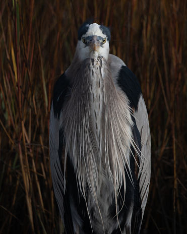 A great blue heron looking straight ahead