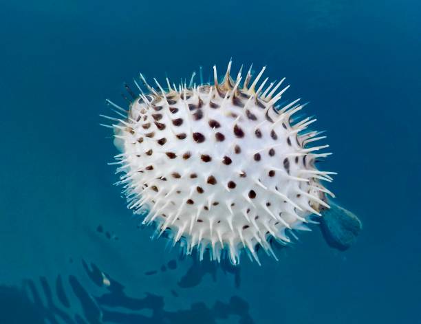 istock Diodon hystrix Spot Fin Puffer fish Corcovado 1385176767