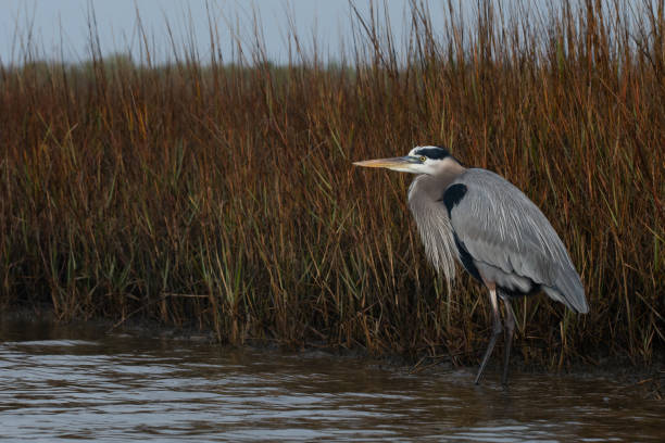 Great Blue Heron in the Marsh Great blue heron standing motionless in the salt marsh tricolored heron stock pictures, royalty-free photos & images