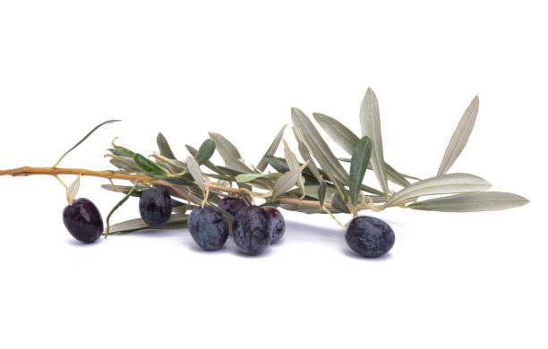 istock Olive branch with olives isolated 1385177971