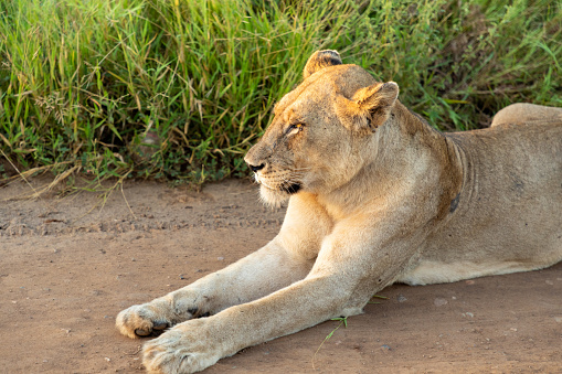 Close up head and shoulders on a lioness in the Kruger National Park in South Africa. The lion is laying in a gravel road.