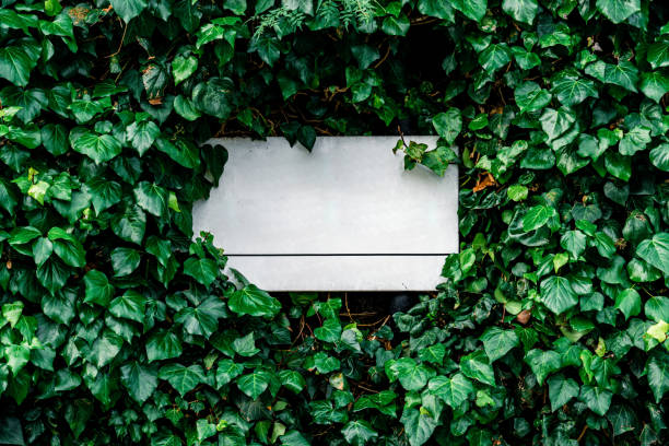 road sign on wall covered in ivy