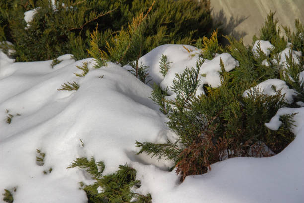 istock Heavy snow covering juniper bushes 1385179504