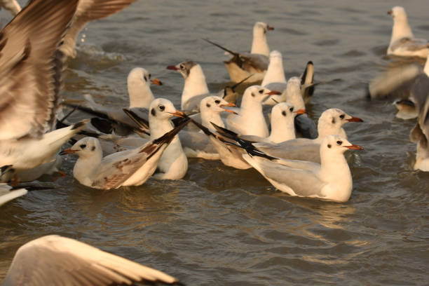 Bird-Seagulls. stock photo